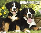 Bernese Mountain Dog 2011 Wall Calendar