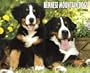 Bernese Mountain Dog 2011 Wall Calendar