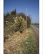 flail hedge cutter
