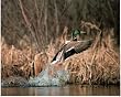 Mallard (Flying Off Lake) Photo Print Poster - 13x19