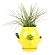 Yellow Planter With Succulents
