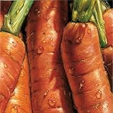 Carrots Art Print Poster By Alma'ch, 19.5 x 19.5