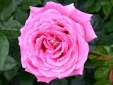 Eigenschaften Agel Rosen  / Edelrose 