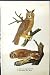American Long-Eared Short-Eared Owl Males Birds Warren Colour Print 1890