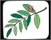 Mouse Pad with bug, lady, tree, plant, human, body, insect, individuals, beetle, individual, persons, leaf, humans, people, person, rowan