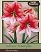 Showmaster Single Amaryllis Bulb