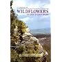 A Selection of Wildflowers of Southern Spain