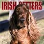 Irish Setters 2004 Calendar