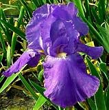 Sugar Blues Tall Bearded German Iris - REBLOOMER
