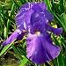 Kitchen & Housewares : Sugar Blues Tall Bearded German Iris 3 Bulbs-REBLOOMER!
