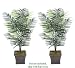 TWO 5' Artificial Dwarf Areca Palm Trees, with No Pot,