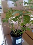 Dogwood--Cornus stolonifera One Gallon Plant