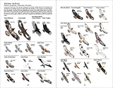 The Sibley Guide to Birds (Audubon Society Nature Guides Ser.) 画像