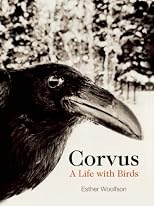 Corvus