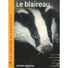 Le blaireau d'Eurasie
