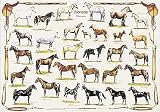 Horses Poster (#45)