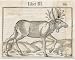 Photographic Print of ELK (MUNSTER) from Mary Evans