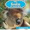 Koala Bears 101