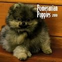 Pomeranian Puppies 2010 Mini Wall