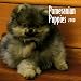 Pomeranian Puppies 2010 Mini Wall