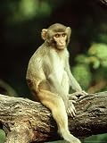 Rhesus Macaque, Bharatpur, India Animals Photographic Poster Print by Mike Powles, 12x16