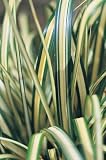 Outdoor Living : Carex oshimensis Evergold