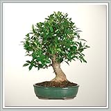 Bonsai Tree (Golden Gate) Ficus IV Nursery Direct from Joebonsai