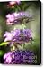 Purple Promises Canvas Print / Canvas Art - Artist Saija Lehtonen