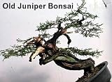 Alligator Juniper 10 Seeds - RARE - Bonsai or Landscape
