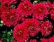 Frameable Art Card for Thanksgiving - Chrysanthemums