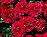 Frameable Art Card for Thanksgiving - Chrysanthemums
