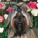 Shih Tzu 2007 Calendar (Multilingual Edition)