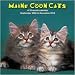 Main Coon Cats 2010 Wall Calendar