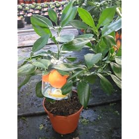 Citrus Seville Orange