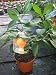 Citrus Seville Orange Image of Citrus Seville Orange