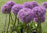 1 Giant Globemaster Allium Flower Bulb