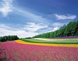 IMAGE OF Wallmonkeys Peel and Stick Wall Decals - Endless Garden of Flowers - 48