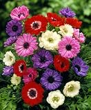 �A�l���l���d�炫�S�F�~�b�N�X���v�Q�O��