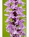 Photographic Prints of Common Spotted Orchid - in flower in meadow from Ardea Wildlife Pets
