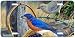Blue Bandits - Blue Bird Art Print - License Plate by Randy McGovern from Airstrike, ...