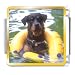Dog Swimming With Floaty Animal Photo Italian Charms Bracelet Link Dog Swimming With Floaty Animal Photo Italian Charms Bracelet Link