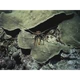 A Spiny Lobster Seeks Shelter under a Coral Ledge Artists Photographic Poster Print, 18x24 by AllPosters.com