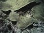 A Spiny Lobster Seeks Shelter under a Coral Ledge Photographic Poster Print, 18x24