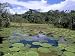 Victoria Amazonica (Giant Water-Lily), Parque Ecologico Do Janauary, Manaus, Amazonas, Brazil Photographic Poster Print by Jane Sweeney, 24x32