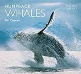 Humpback whales