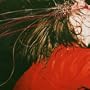 Penance Soiree [Vinyl]