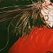 Penance Soiree [Vinyl]