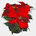 CHRISTMAS (E-Stationary For Printing) 12 Designs. Unlimited Printing Benefit.