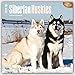Siberian Huskies 2016 Square 12x12
