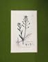 1805 Hand Coloured Print Capsella Bursa-Pastoris Plant